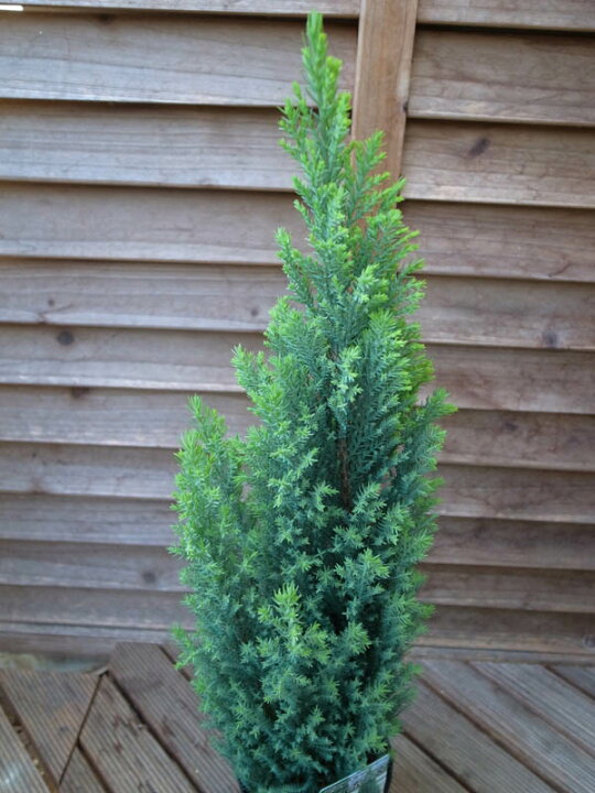 楽天市場 コニファー イボンヌ ヒノキ科 常緑高木 観葉植物 クリスマスアレンジ ブルーがかった葉色が魅力 販売 通販 種類 母の日 花 ガーデニング岐阜緑園