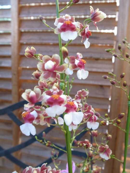 楽天市場】オンシジューム ボジョレー陶器鉢植え 甘い香りする新品種の  