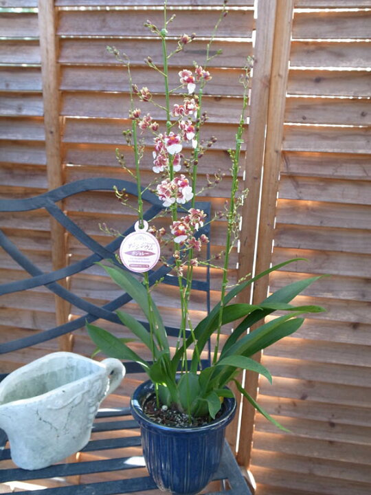 楽天市場】オンシジューム ボジョレー陶器鉢植え 甘い香りする新品種の  