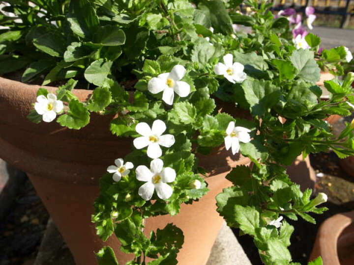 楽天市場 バコパ ホワイト 花苗 枝垂れ咲く純白の花が魅力で寄せ植えに人気の花 販売 通販 種類 白花 母の日 花 ガーデニング岐阜緑園