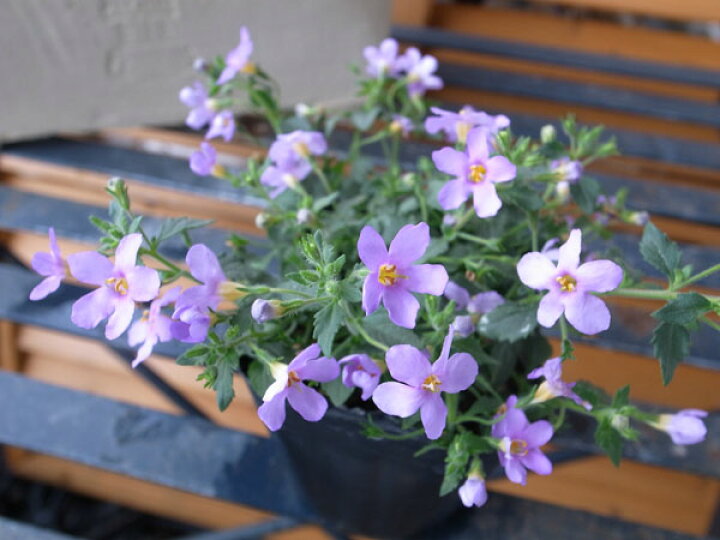 楽天市場】バコパ ライラックミスト 細かなブルーの小花 ハンギングや寄せ植えに最適 花苗 販売 通販 種類 : 母の日 花 ガーデニング岐阜緑園 楽天市場】バコパ ライラックミスト 細かなブルーの小花 ハンギングや寄せ植えに最適 花苗 販売 通販 種類 : 母の日 花 ガーデニング岐阜緑園