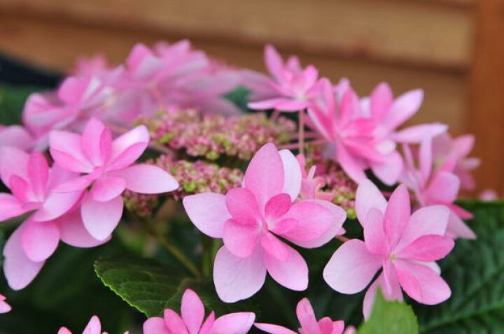 楽天市場 アジサイ ハイドランジア ダンスパーティー 紫陽花 販売 通販 種類 母の日 花 ガーデニング岐阜緑園
