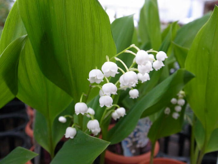楽天市場 スズラン3 5号サイズ 芳香のある純白の小花が魅力 鉢植え 鉢花 販売 通販 種類 母の日 花 ガーデニング岐阜緑園