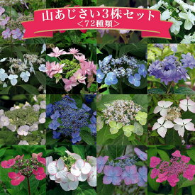 楽天市場 花 の 苗 あじさいの通販