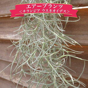 GAvc `WA GA[vc ݂艺 `WA EXlICfX ʖXpjbVX GAvc ݂邷 GA[vcC̐Ő Mtg v[g