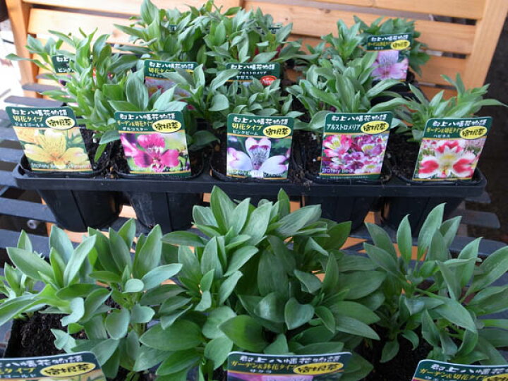 楽天市場 アルストロメリア3株セット 多年草 球根 切り花としても人気 花苗 販売 通販 種類 母の日 花 ガーデニング岐阜緑園 楽天市場 アルストロメリア3株セット 多年草 球根 切り花としても人気 花苗 販売 通販 種類 母の日 花 ガーデニング岐阜緑園