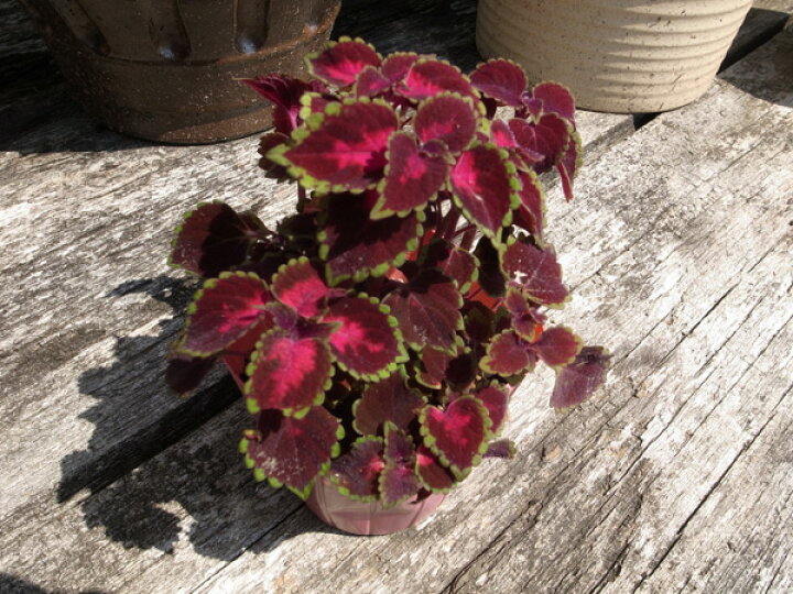 楽天市場 姫コリウス 赤い葉色が魅力 観葉植物 販売 通販 種類 母の日 花 ガーデニング岐阜緑園