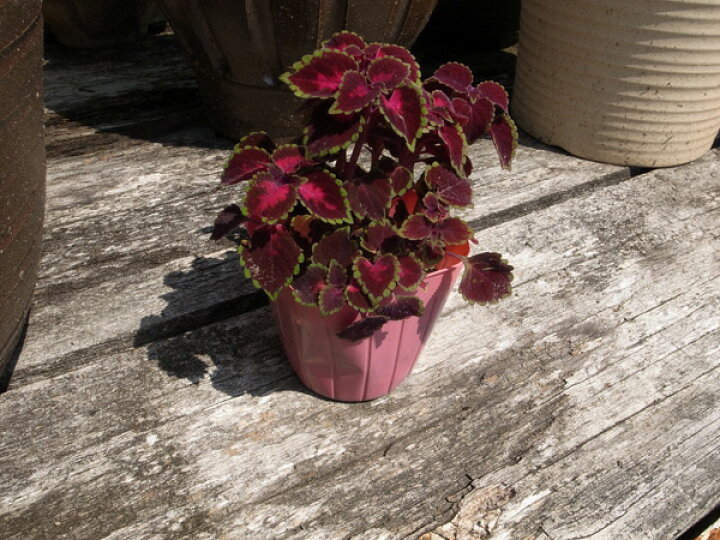 楽天市場 姫コリウス 赤い葉色が魅力 観葉植物 販売 通販 種類 母の日 花 ガーデニング岐阜緑園