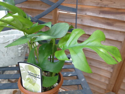 楽天市場 ヒメモンステラ3 5号サイズ 鉢植え 切れ込みある艶やかグリーン 観葉植物 販売 通販 種類 母の日 花 ガーデニング岐阜緑園