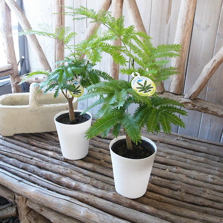 楽天市場】ネムノキ エバーフレッシュ 幹太 4号サイズ 鉢植え 観葉植物 