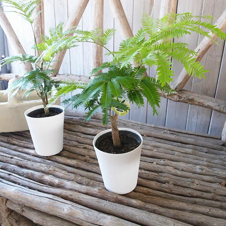 楽天市場】ネムノキ エバーフレッシュ 幹太 4号サイズ 鉢植え 観葉植物 