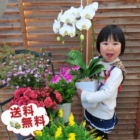 デンドロビューム シンピジュームなどが入る季節の鉢花 福袋 鉢植えセットお母さん 誕生日 プレゼント お歳暮 花 ギフト 入学式 お祝い お正月 販売 通販 種類【花 ギフト 鉢】【鉢植え 花 ギフト】【フラワー ギフト】