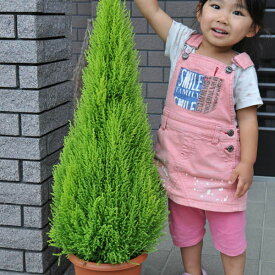 楽天市場 コニファー 鉢植えの通販