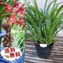 【2月下旬の発送予定】キンリョウヘン 金稜辺 5芽以上 花芽付き 5.5号サイズ大株苗 日本ミツバチを集める花 ビックサイズ 送料無料 花苗 販売 通販 種類