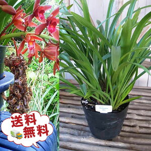 �y2�����{�̔����\��z�L�������E�w�� ���ŕ� 5��ȏ� �ԉ�t�� 5.5���T�C�Y�劔�c ���{�~�c�o�`���W�߂�� �r�b�N�T�C�Y �������� �ԕc �̔� �ʔ� ���