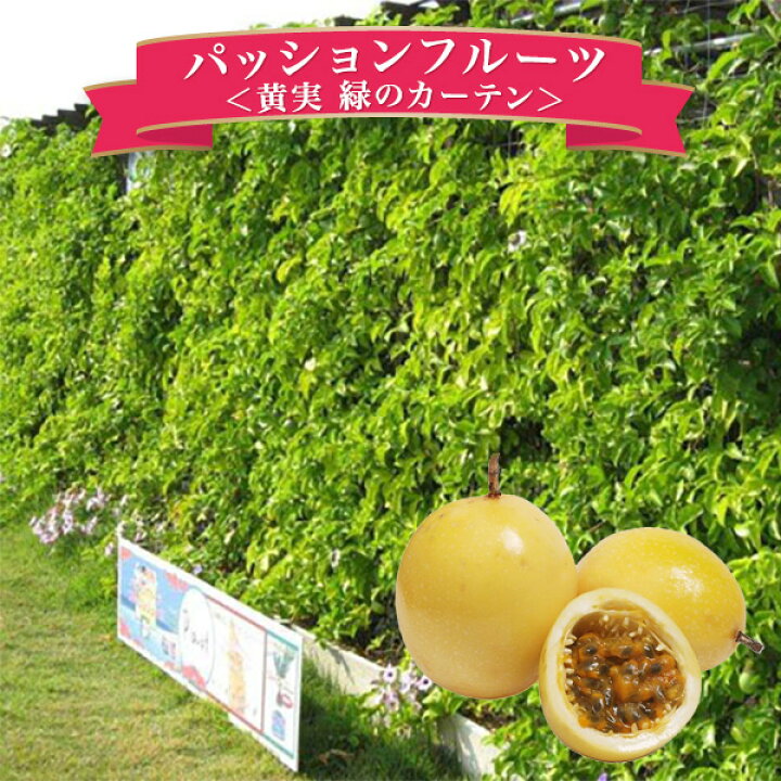 楽天市場 黄実のパッションフルーツ 大株 緑のカーテン グリーンカーテン 節電対策に 販売 通販 種類 母の日 花 ガーデニング岐阜緑園 楽天市場 黄実のパッションフルーツ 大株 緑のカーテン グリーンカーテン 節電対策に 販売 通販 種類 母の日 花 ガーデニング岐阜緑園