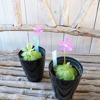 楽天市場 ムシトリスミレ セトス 食虫植物 葉に粘液を出して虫を捕らえます 販売 通販 種類 ムシトリスミレ 食虫植物 虫取りスミレ 食虫植物 母の日 花 ガーデニング岐阜緑園