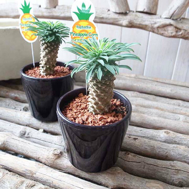多肉植物 Sdユーフォルビア パイナップルコーン 蘇鉄麒麟 サボテン ミニ観葉植物 日本未発売