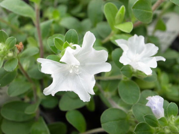 楽天市場 アメリカンホワイト 花苗 白い花のアメリカンブルー 暑い夏のハンギングに最適 花芽付 販売 通販 種類 母の日 花 ガーデニング岐阜緑園