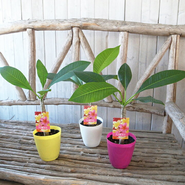 楽天市場 プルメリア 3 5号サイズ 鉢植え イエロー系の花 ぷるめりあ ぶーけ 販売 通販 種類 母の日 花 ガーデニング岐阜緑園