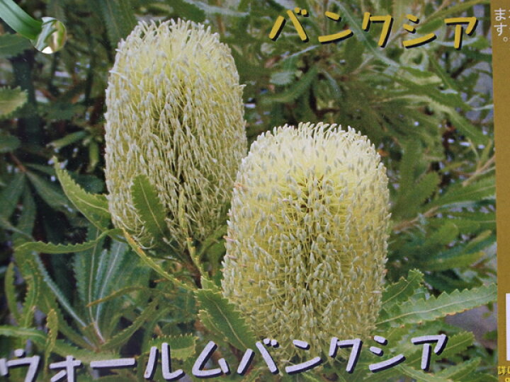 楽天市場 ウォールムバンクシア ジャイアントキャンドル 5号サイズ シンボルツリーやドライフラワーにも人気の珍樹 販売 通販 種類 母の日 花 ガーデニング岐阜緑園 楽天市場 ウォールムバンクシア ジャイアントキャンドル 5号サイズ シンボルツリーやドライフラワーにも人気の珍樹 販売 通販 種類 母の日 花 ガーデニング岐阜緑園