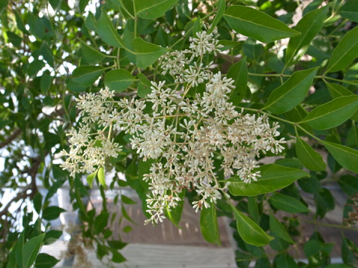 楽天市場 シマトネリコ 4号サイズ 艶やかなグリーン 大きく育つと花も楽しめる 鉢植え 観葉植物 40cm 鉢花 販売 通販 種類 母の日 花 ガーデニング岐阜緑園