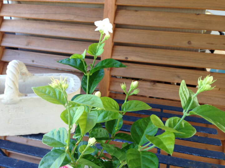 楽天市場 アラビアンジャスミン 大株 甘い香りの花 ジャスミンティーの香りづけで有名なアラビアンジャスミン 花から抽出される精油は化粧品の香り づけにも使われています アラビアンジャスミン 販売 通販 種類 母の日 花 ガーデニング岐阜緑園