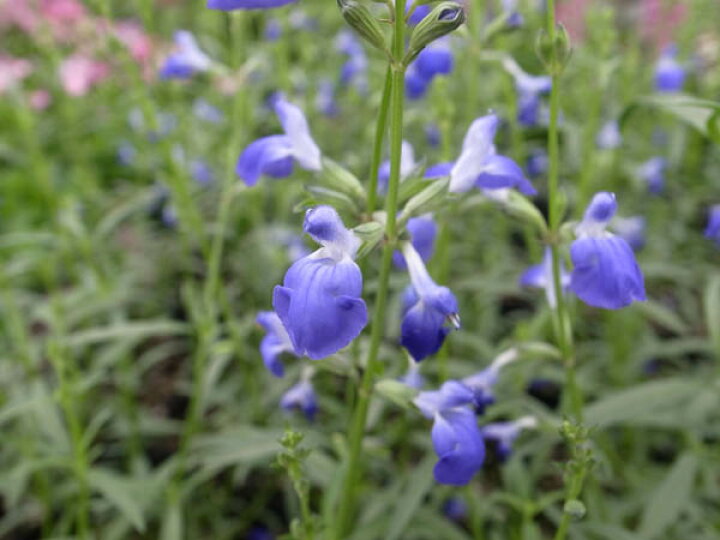 楽天市場 コバルトセージ 花芽付 色鮮やかなブルーの花 販売 通販 種類 母の日 花 ガーデニング岐阜緑園 楽天市場 コバルトセージ 花芽付 色鮮やかなブルーの花 販売 通販 種類 母の日 花 ガーデニング岐阜緑園