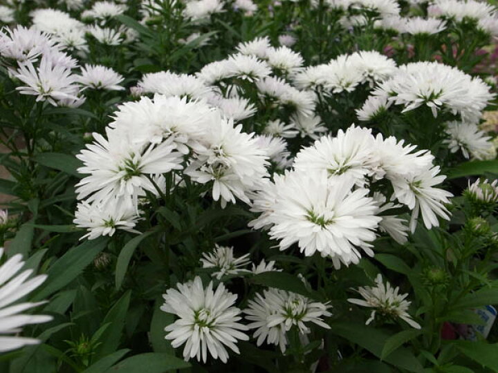 楽天市場 アスター ホワイト 毎年楽しめる丈夫な宿根草で切り花にも最適 花芽付 花苗 販売 通販 種類 母の日 花 ガーデニング岐阜緑園 楽天市場 アスター ホワイト 毎年楽しめる丈夫な宿根草で切り花にも最適 花芽付 花苗 販売 通販 種類 母の日 花 ガーデニング岐阜緑園