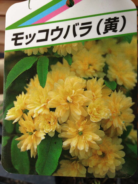 楽天市場 黄花 モッコウバラ 花苗 丈夫なつる性でトレリスやアーチ仕立てに最適なバラです 販売 通販 種類 母の日 花 ガーデニング岐阜緑園 楽天市場 黄花 モッコウバラ 花苗 丈夫なつる性でトレリスやアーチ仕立てに最適なバラです 販売 通販 種類 母の日 花 ガーデニング岐阜緑園