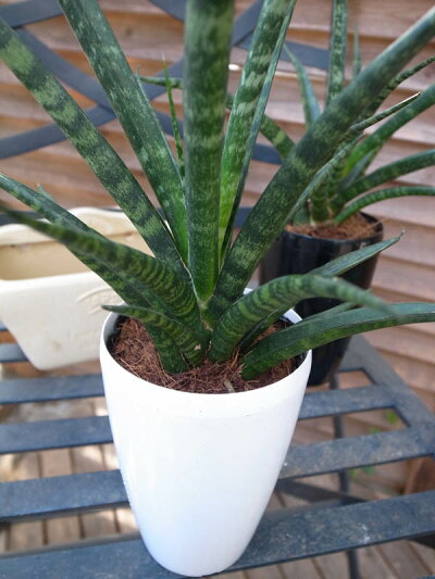 楽天市場 サンスベリア ファーンウッド3 5号サイズ サンセベリア 高さ30cm レア品種 鉢植え 空気清浄グリーン 管理も簡単な室内の観葉植物に最適 販売 通販 種類 母の日 花 ガーデニング岐阜緑園