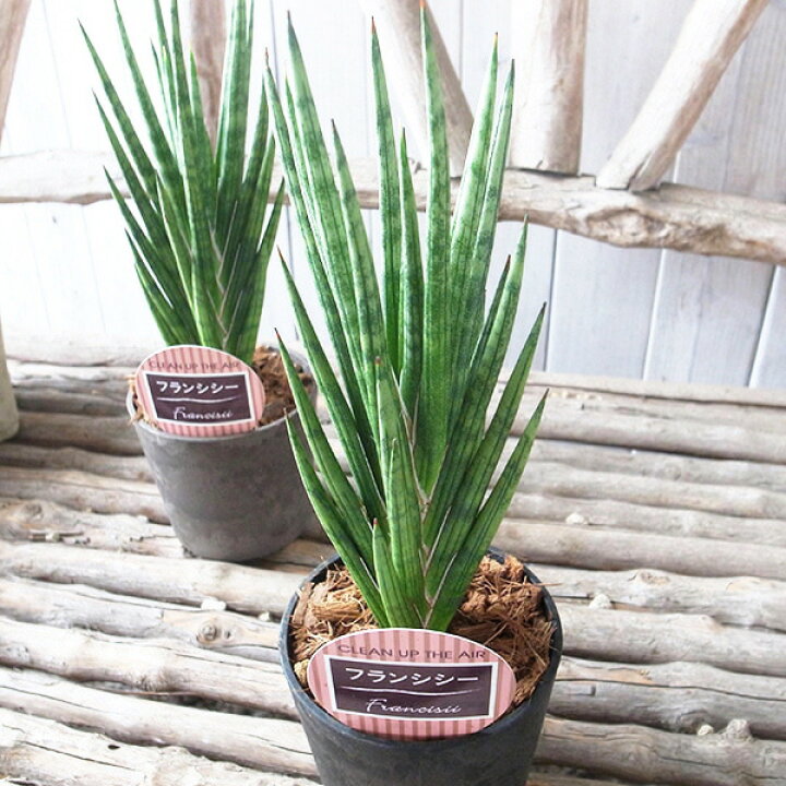 楽天市場 サンスベリア フランシー3 5号サイズ サンセベリア 高さcm レア品種 鉢植え 空気清浄グリーン 管理も簡単な室内の観葉植物に最適 販売 通販 種類 母の日 花 ガーデニング岐阜緑園