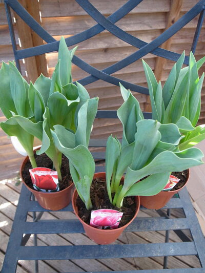 楽天市場 クーポン利用で10 Off チューリップ4号サイズ3鉢セット カラフルチューリップ 開花のチューリップ鉢植えセット 販売 通販 種類 母の日 花 ガーデニング岐阜緑園