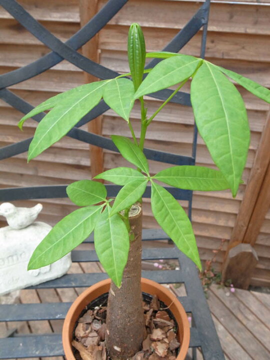 楽天市場】パキラ 4号サイズ 鉢植え 観葉植物 販売 通販 種類 : 母の日 