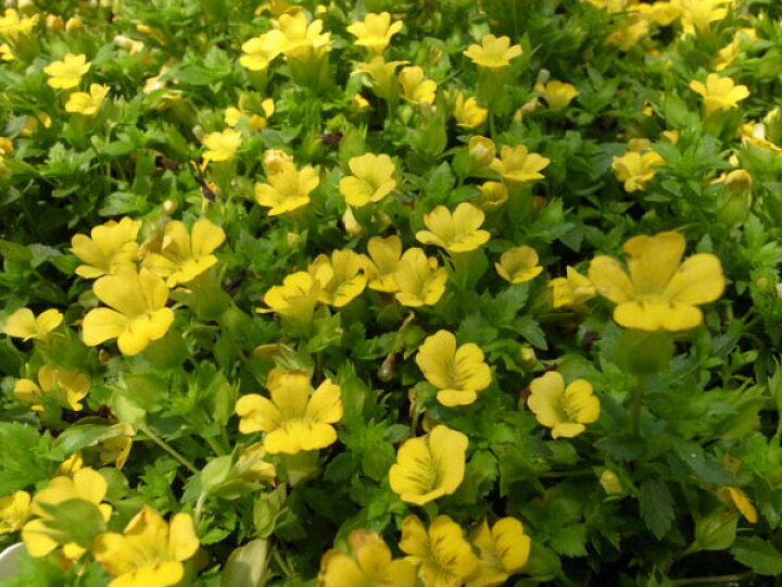 楽天市場 メカルドニア 枝垂れるように咲く黄色の小花 販売 通販 種類 ギフト 小花 花苗 母の日 花 ガーデニング岐阜緑園