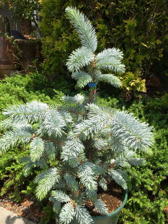 楽天市場 ピセアプンゲンス ホプシー7号サイズ 観葉植物 高さ70cm ピセアプンゲンス ホプシー 観葉植物 コニファー類の中でも希少品種ピセアプンゲンス ホプシー 送料無料 母の日 花 ガーデニング岐阜緑園