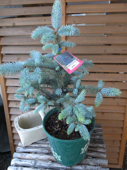 希少 プンゲンストウヒ ホプシー