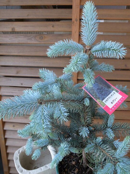 楽天市場 ピセアプンゲンス ホプシー7号サイズ 観葉植物 高さ70cm ピセアプンゲンス ホプシー 観葉植物 コニファー類の中でも希少品種ピセアプンゲンス ホプシー 送料無料 母の日 花 ガーデニング岐阜緑園