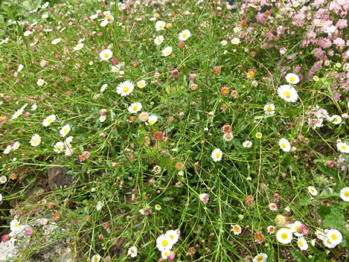 楽天市場 エリゲロン 白い小花は咲進むにつれピンクに染まる可憐んな花 宿根草 販売 種類 通販 種類 母の日 花 ガーデニング岐阜緑園
