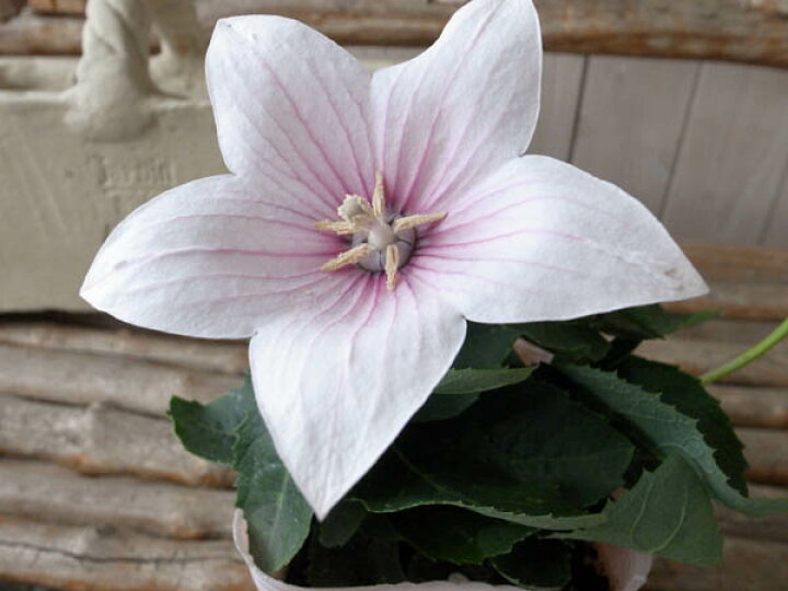 楽天市場 桔梗 キキョウ ピンク 星型の花 販売 通販 種類 ききょう 花苗 花芽付 母の日 花 ガーデニング岐阜緑園