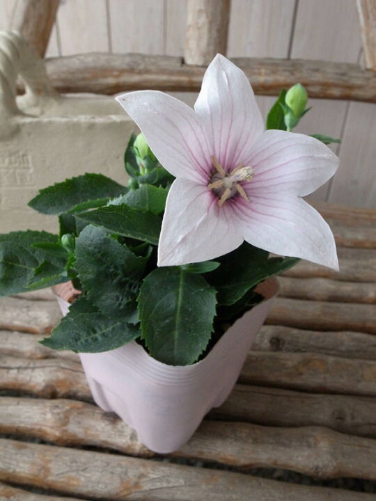 楽天市場 桔梗 キキョウ ピンク 星型の花 販売 通販 種類 ききょう 花苗 花芽付 母の日 花 ガーデニング岐阜緑園