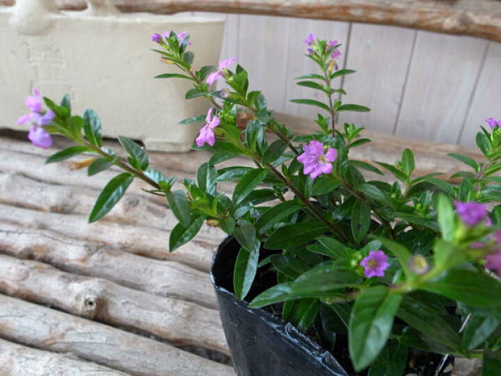 楽天市場 クフェア ムラサキ 花苗 暑さに強く夏の寄せ植えガーデニングに花芽付 販売 通販 種類 母の日 花 ガーデニング岐阜緑園