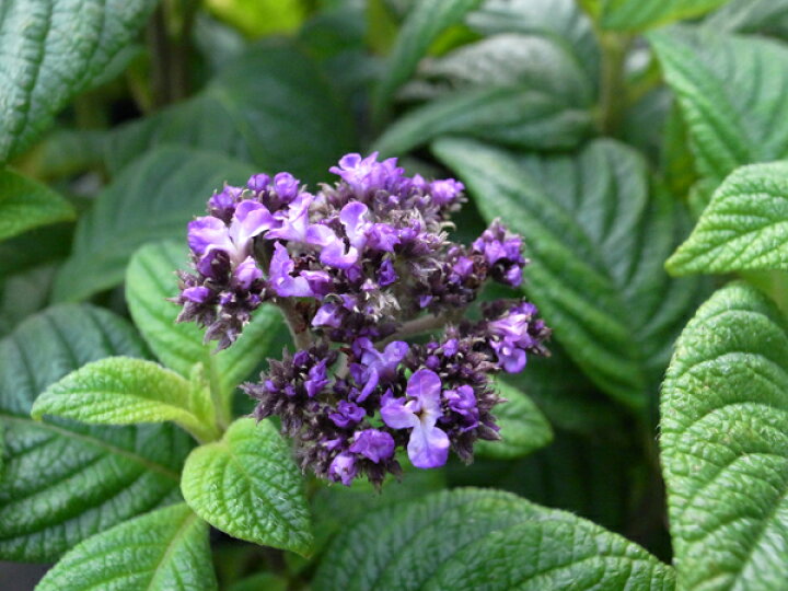 楽天市場 ヘリオトロープ 大株 花苗 香水の花 甘い香りの紫の花 ハーブ パープル 販売 通販 種類 母の日 花 ガーデニング岐阜緑園 楽天市場 ヘリオトロープ 大株 花苗 香水の花 甘い香りの紫の花 ハーブ パープル 販売 通販 種類 母の日 花 ガーデニング岐阜緑園