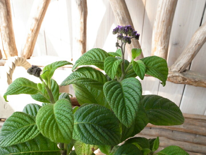 楽天市場 ヘリオトロープ 大株 花苗 香水の花 甘い香りの紫の花 ハーブ パープル 販売 通販 種類 母の日 花 ガーデニング岐阜緑園 楽天市場 ヘリオトロープ 大株 花苗 香水の花 甘い香りの紫の花 ハーブ パープル 販売 通販 種類 母の日 花 ガーデニング岐阜緑園