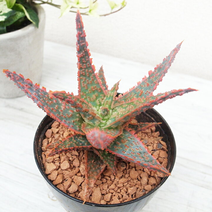 楽天市場 アロエ フラミンゴ 3号サイズ 鉢植え フラミンゴのように色ずく姿が美しいレアな品種のアロエ 販売 通販 種類 母の日 花 ガーデニング岐阜緑園