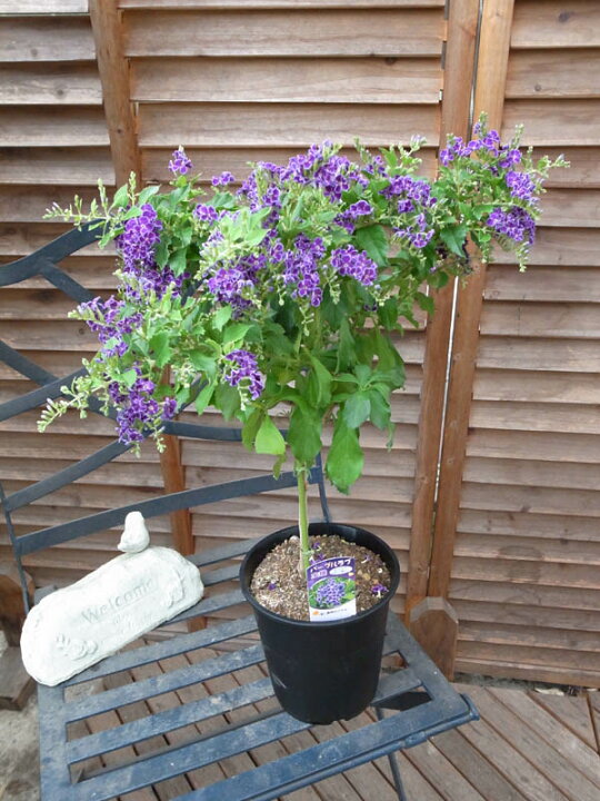 楽天市場 デュランタ宝塚 パープルラブ5号スタンド仕立て 鉢植え40cm 販売 通販 種類 母の日 花 ガーデニング岐阜緑園