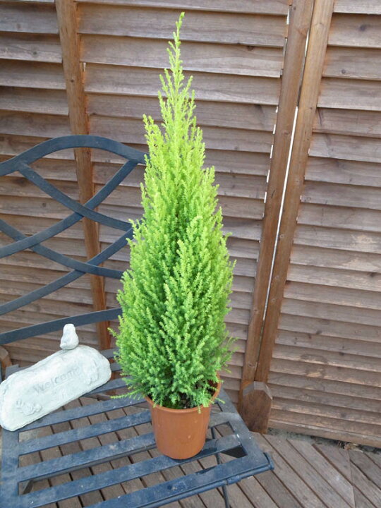 楽天市場 コニファー ゴールドクレストウイルマ ゴールドクレスト 鉢植え 4号サイズ高さ50センチ クリスマスツリー販売 通販 種類 母の日 花 ガーデニング岐阜緑園