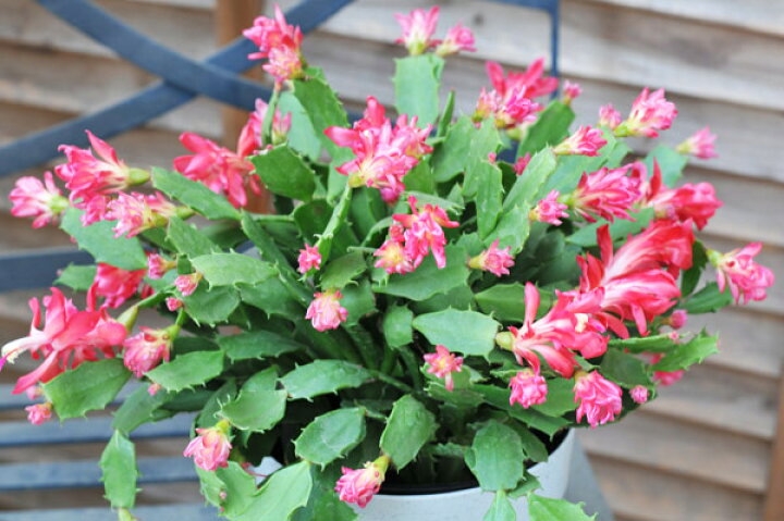 楽天市場 デンマークカクタス コンペイトウ レッド 5号サイズ 鉢植え 高さ30cm 珍しい花型が魅力のデンマークカクタス 販売 通販 種類 母の日 花 ガーデニング岐阜緑園