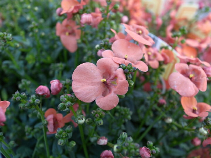 楽天市場 ディアスキア ナチュラル 宿根草 販売 通販 種類 母の日 花 ガーデニング岐阜緑園