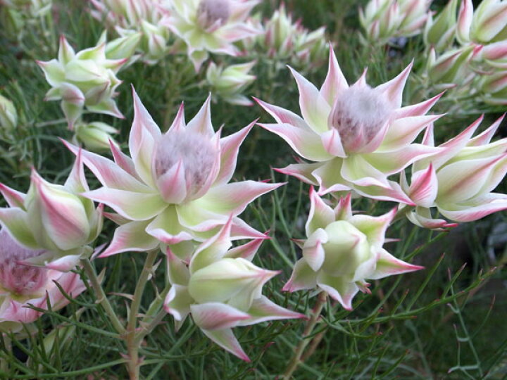 楽天市場 セルリア プリティーインピンク5号サイズ 鉢植え 高さ50cm 切り花にもなる魅惑の花 販売 通販 種類 母の日 花 ガーデニング岐阜緑園 楽天市場 セルリア プリティーインピンク5号サイズ 鉢植え 高さ50cm 切り花にもなる魅惑の花 販売 通販 種類 母の日 花 ガーデニング岐阜緑園